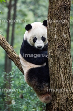 China, Sichuan Province, Chengu, Giant Panda Bear (Ailuropoda