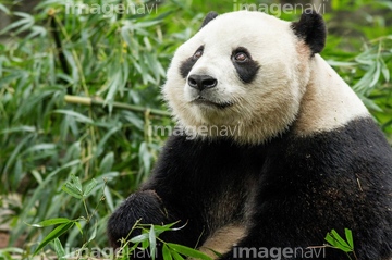 China, Sichuan Province, Chengu, Giant Panda Bear (Ailuropoda
