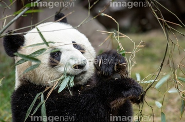 China, Sichuan Province, Chengu, Giant Panda Bear (Ailuropoda