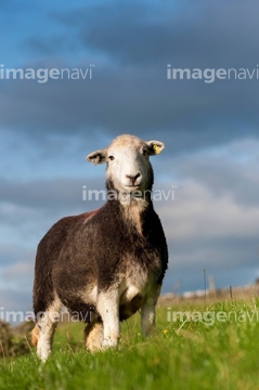 雌羊 夏 の画像素材 家畜 生き物の写真素材ならイメージナビ