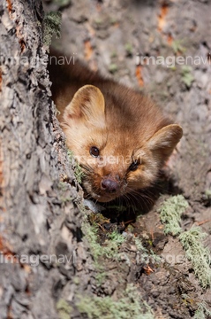 テン イタチ の画像素材 陸の動物 生き物の写真素材ならイメージナビ