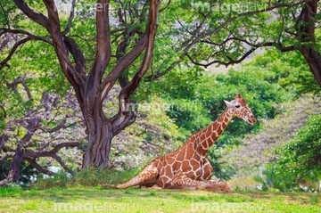 ハワイ 動物 ホノルル 草食動物 の画像素材 陸の動物 生き物の写真素材ならイメージナビ