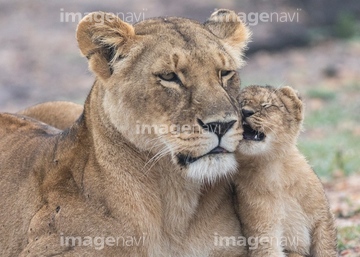 生き物 陸の動物 ライオン トラ の画像素材 写真素材なら