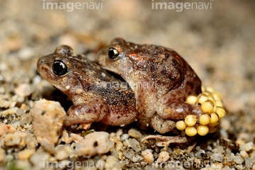 サンバガエル の画像素材 爬虫類 両生類 生き物の写真素材ならイメージナビ