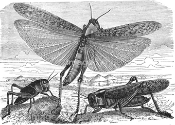 昆虫 バッタ トノサマバッタ の画像素材 虫 昆虫 生き物の写真素材ならイメージナビ