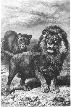 動物のイラスト ライオン 古い アンティーク イラスト の画像素材 生き物 イラスト Cgのイラスト素材ならイメージナビ
