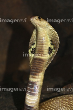 画像素材  爬虫類・両生類・生き物の写真素材ならイメージナビ