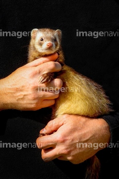 イタチ の画像素材 陸の動物 生き物の写真素材ならイメージナビ