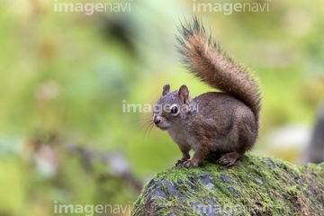 リス かわいい アメリカアカリス の画像素材 陸の動物 生き物の写真素材ならイメージナビ