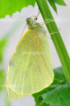 オオモンシロチョウ 幼虫 の画像素材 虫 昆虫 生き物の写真素材ならイメージナビ