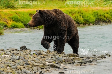 アラスカヒグマ】の画像素材 | 陸の動物・生き物の写真素材なら 