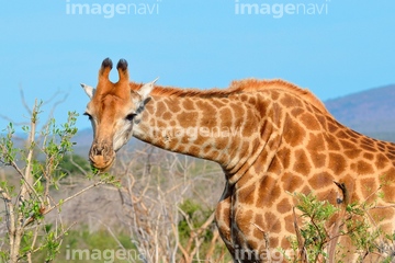 キリン ケープキリン の画像素材 陸の動物 生き物の写真素材ならイメージナビ