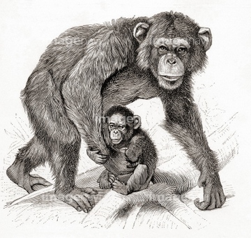 サル かわいい 類人猿 の画像素材 陸の動物 生き物の写真素材ならイメージナビ