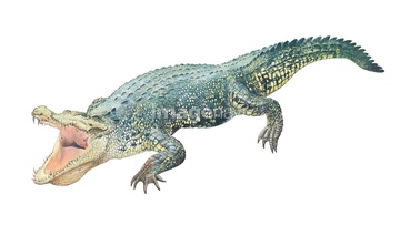 生き物 爬虫類 両生類 ワニ 全身 の画像素材 写真素材ならイメージナビ