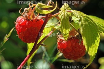 ヨーロッパキイチゴ の画像素材 その他植物 花 植物の写真素材ならイメージナビ