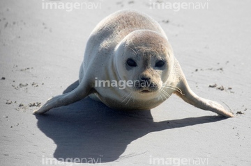 アザラシ 赤ちゃん 座る の画像素材 海の動物 生き物の写真素材ならイメージナビ