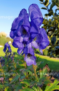 トリカブト の画像素材 花 植物の写真素材ならイメージナビ