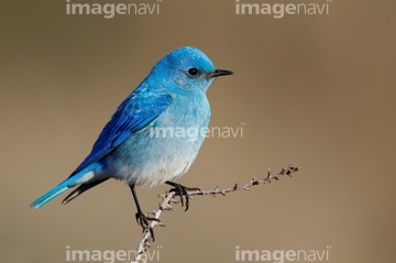 ムジルリツグミ の画像素材 鳥類 生き物の写真素材ならイメージナビ