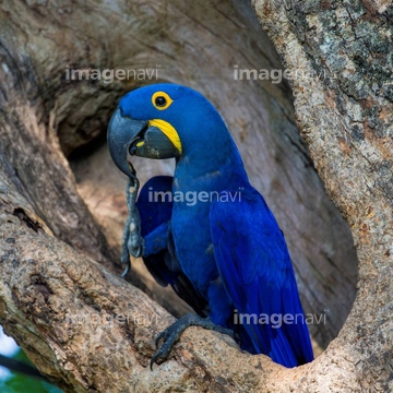 スミレコンゴウインコ の画像素材 川 湖沼 自然 風景の写真素材ならイメージナビ