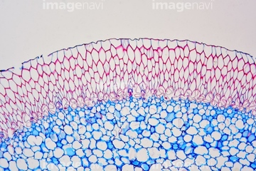 柔組織 の画像素材 科学 テクノロジーの写真素材ならイメージナビ