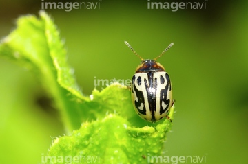 コガネムシ 緑色 小さい の画像素材 その他植物 花 植物の写真素材ならイメージナビ