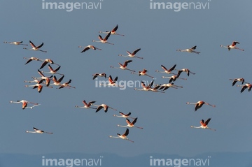 生き物 鳥類 ダチョウ フラミンゴ 飛ぶ ヨーロッパフラミンゴ フランス の画像素材 写真素材ならイメージナビ