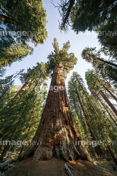 セコイアデンドロン シャーマン将軍の木 の画像素材 樹木 花 植物の写真素材ならイメージナビ