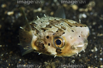 生き物 魚類 フグ ハリセンボン 黒色 の画像素材 写真素材ならイメージナビ