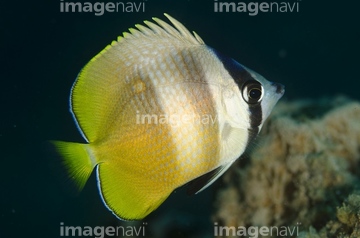 ミゾレチョウチョウウオ の画像素材 ペット 生き物の写真素材ならイメージナビ