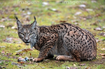 スペインオオヤマネコ 1匹 ヨーロッパ スペイン 自然 田舎 昼 の画像素材 写真素材ならイメージナビ