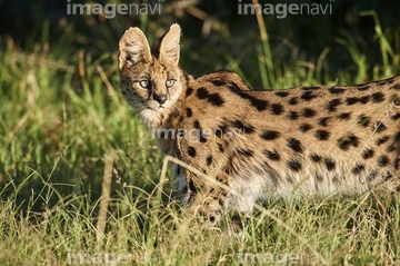 サーバルキャット の画像素材 陸の動物 生き物の写真素材ならイメージナビ