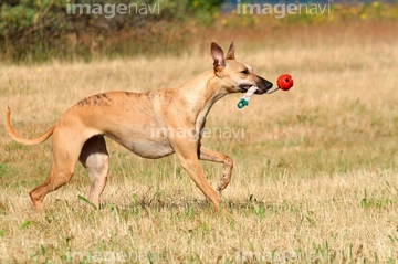 犬 走る 夏 ウィペット 横向き の画像素材 行動 人物の写真素材ならイメージナビ