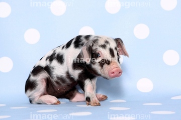 子豚 授乳 まだら 模様 の画像素材 家畜 生き物の写真素材ならイメージナビ
