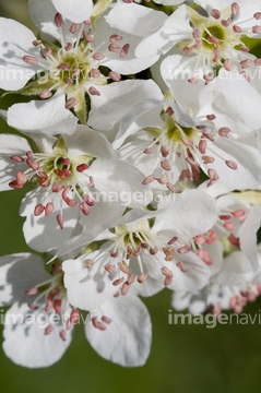 サンザシ 花 の画像素材 花 植物の写真素材ならイメージナビ