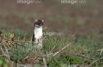 イタチ の画像素材 陸の動物 生き物の写真素材ならイメージナビ