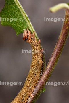 蛾 ヤガ の画像素材 虫 昆虫 生き物の写真素材ならイメージナビ