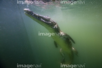 生き物 爬虫類 両生類 ワニ 全身 の画像素材 写真素材ならイメージナビ