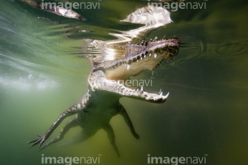 生き物 爬虫類 両生類 ワニ 全身 の画像素材 写真素材ならイメージナビ