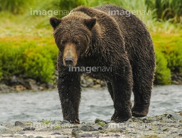 アラスカヒグマ】の画像素材 | 陸の動物・生き物の写真素材なら 