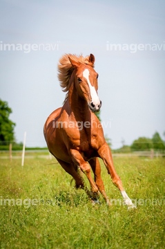馬 正面 走る 競走馬 の画像素材 行動 人物の写真素材ならイメージナビ