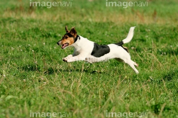 犬 走る 夏 テリア 横向き の画像素材 行動 人物の写真素材ならイメージナビ