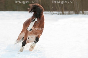 馬 正面 走る 競走馬 の画像素材 行動 人物の写真素材ならイメージナビ