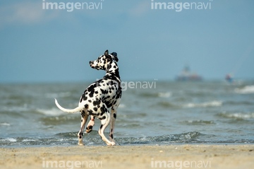 ダルメシアン 後ろ姿 大型犬 の画像素材 陸の動物 生き物の写真素材ならイメージナビ