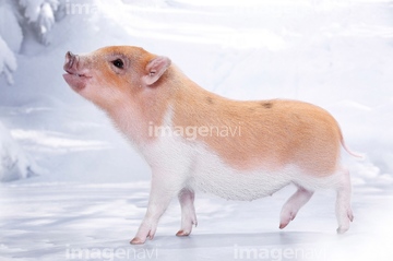 子豚 横向き かわいい 冬 の画像素材 家畜 生き物の写真素材ならイメージナビ