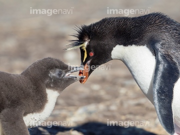 イワトビペンギン かわいい の画像素材 鳥類 生き物の写真素材ならイメージナビ