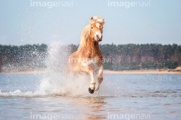 馬 正面 走る 競走馬 の画像素材 行動 人物の写真素材ならイメージナビ