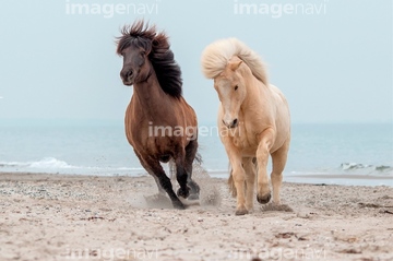 馬 正面 走る アイスランドホース の画像素材 家畜 生き物の写真素材ならイメージナビ