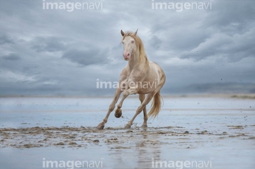馬 正面 走る 競走馬 の画像素材 行動 人物の写真素材ならイメージナビ