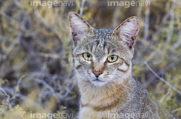 貴重！ リビアヤマネコ（African Wildcat）頭骨 ※捕獲データ付