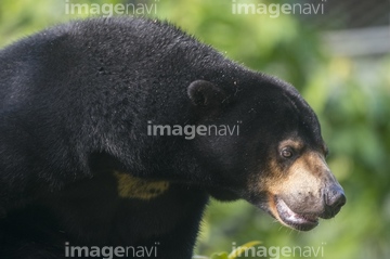 マレーグマ の画像素材 陸の動物 生き物の写真素材ならイメージナビ
